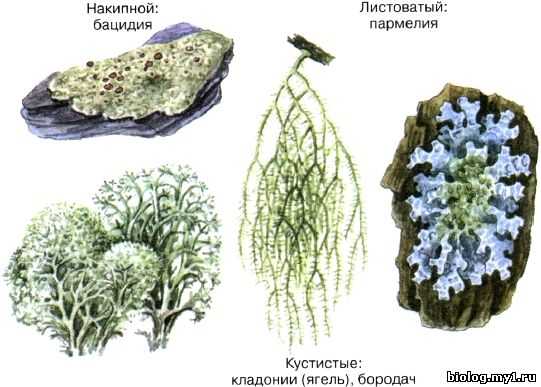 Лишайники Виды Фото